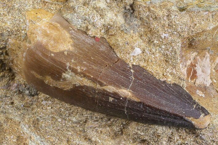 Mosasaur (Prognathodon) Tooth In Rock #70468